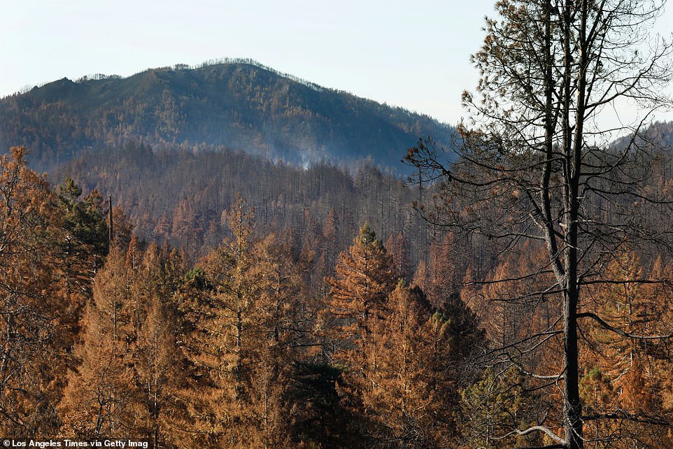 McClish would then have to spend nine nights and 10 days - shirtless - foraging for himself as he drank water from the creek, ate wild berries and slept on wet leaves. McClish, an experienced hiker who does landscaping in forests razed by wildfires, said he was 'astounded' that he got lost.