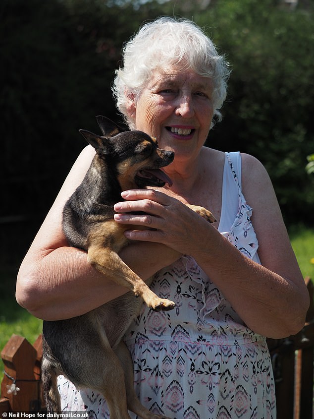 Rose Dawson with her Chihuahua which was attacked by seagulls. She found her beloved chihuahua Ceri barking madly at a gull which was 'on her back in the garden'