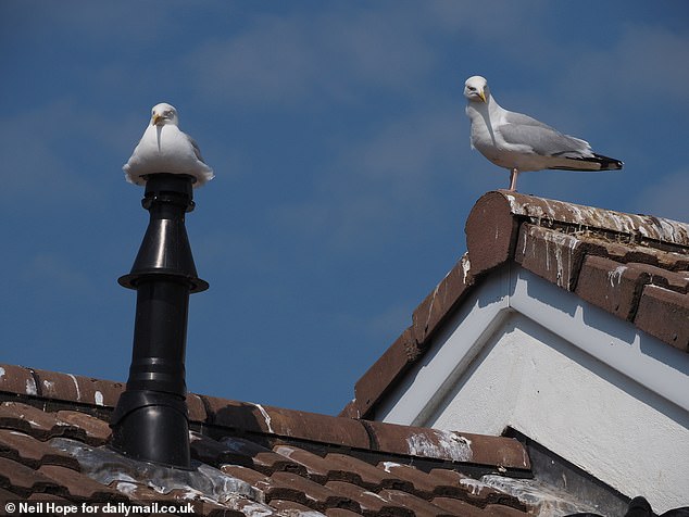 A woman visiting her elderly mother said she had repeatedly asked Cornwall Council to help deter the birds from nesting