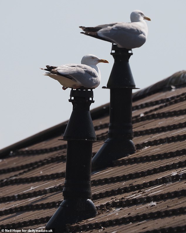 Known as 'The Club', the colony of herring gulls, pictured here in Liskeard, Cornwall, has become so aggressive towards postal workers that some deliveries are being suspended without notice