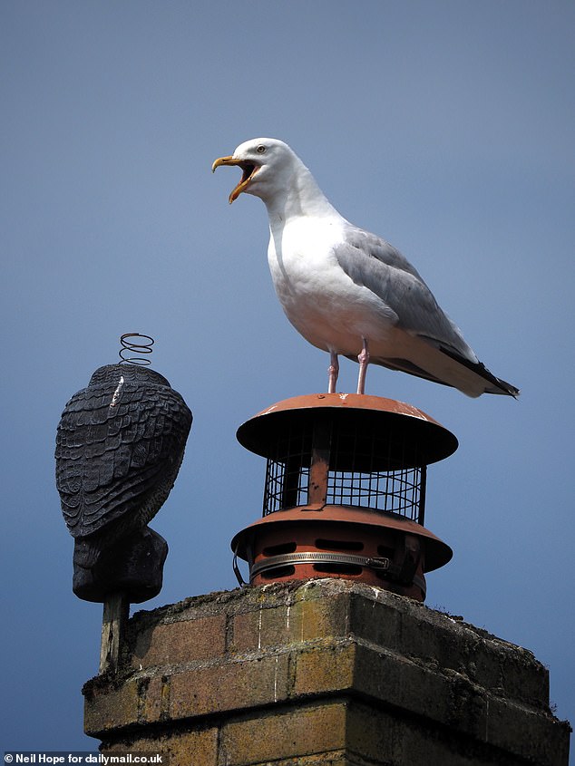 Residents say the nesting birds, pictured, dive-bomb anyone they consider a threat to their young, claiming at least one postman has been spotted donning a safety helmet