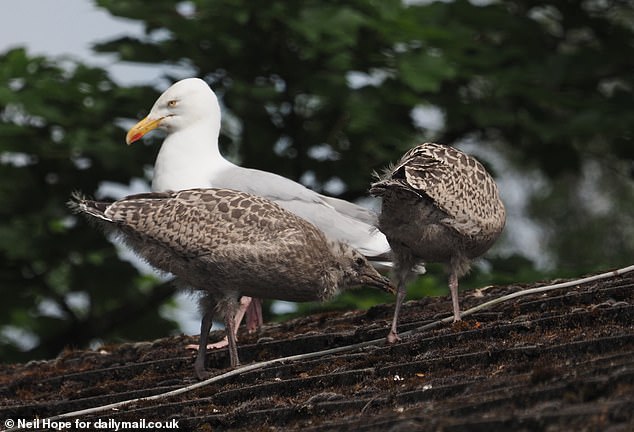 The gull menace has simply intensified as the size of the colony has grown to over 60 birds