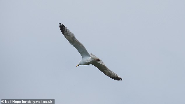One study, commissioned by Liskeard Town Council six years ago, counted 151 seagulls in the town - almost all herring gulls