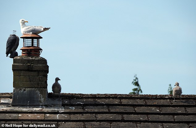 Some locals blame their neighbours for encouraging the birds to stay - either by deliberately feeding them or failing to put bags of rubbish into council-supplied wheely bins