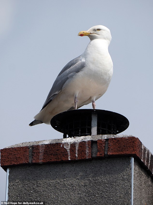 The seabirds, who have nested in large numbers on a number of residential streets aggressively protect their youngsters when they begin to hatch and leave the nest