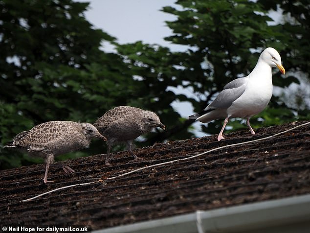 In his report bird expert Peter Rock said they were particularly attracted to asbestos roofs - common in the Poldhu district - because these provided stability for nests