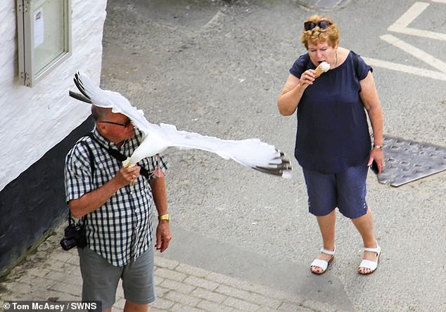 Herring gulls pictured in Port Isaac, Cornwall, dive-bombing for tourists' ice creams and food