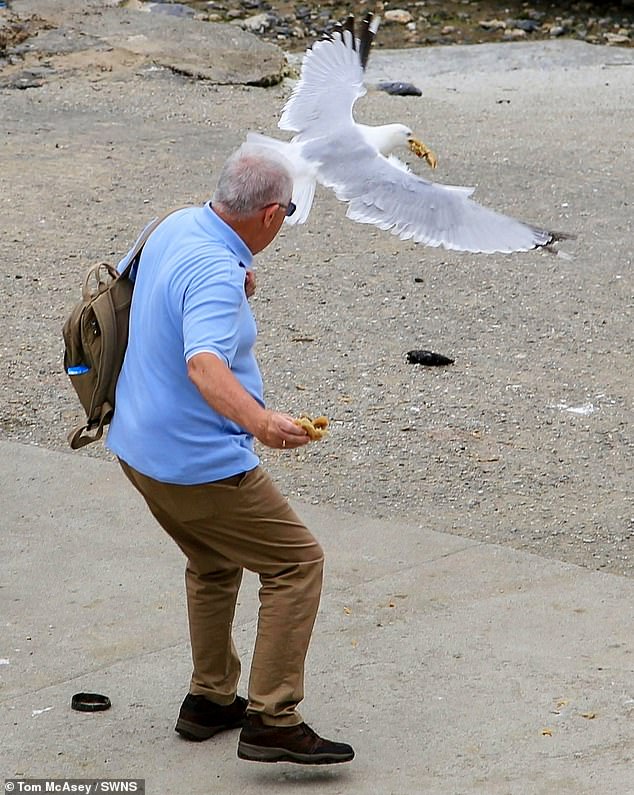 A seagull manages to take off with a healthy swipe of this person's pie in Cornwall