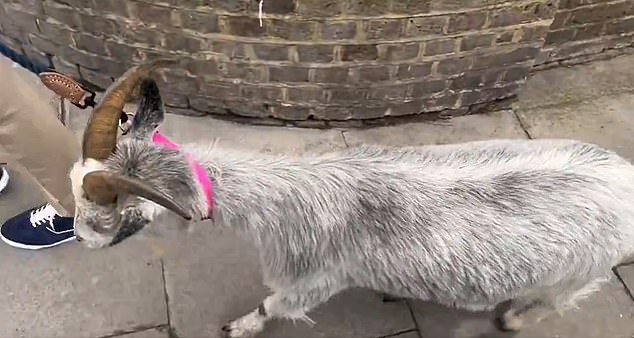 The 58-year-old was seen waling a goat in the London town of Bermondsey, in a clip that has gone viral on social media