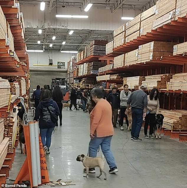 One baffled poster from the US was confused to see a dog obedience class inside the hardware store