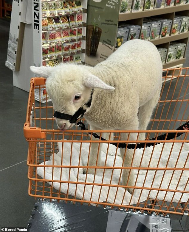 One Home Depot worker from Canada shared an elusive photo showing a shopping trolley with a baby sheep