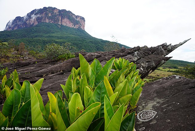 The researchers have called for the site to be protected and are optimistic that they will discover more rock art sites in the park which spans 11,583 square miles