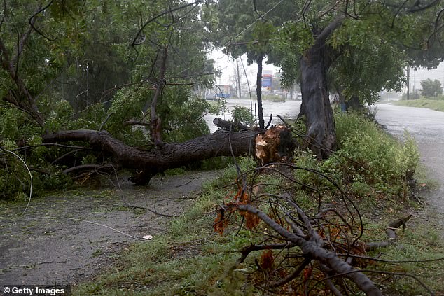 A tree lays in the road in hard-hit Kingston as Hurricane Beryl passes through the area towards the Gulf of Mexico