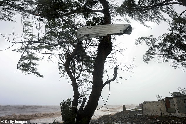 A piece of tin roofing was seen wrapped into a tree after Hurricane Beryl passes through the country's capital of Kingston