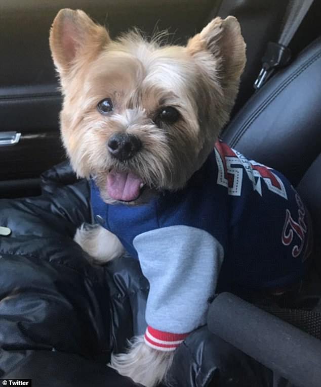 She said: 'I stayed home a lot because I didn't want to go out on the road, and something happened. He was 17 and lived a long, happy life. She said the Yorkshire Terrier Hoodie was 'so pretty' and 'lived a very long time'