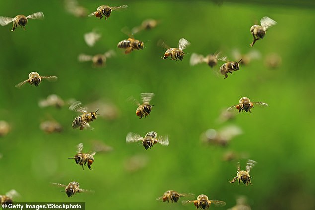 He was mowing the law around 7 a.m. when the swarm attacked. Messina was taken to the hospital and died due to complications from the bee stings three days later on June 27