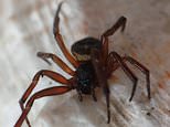 I conquered arachnophobia by letting 'Britain's most dangerous spider' hatch a HUNDRED babies in my home