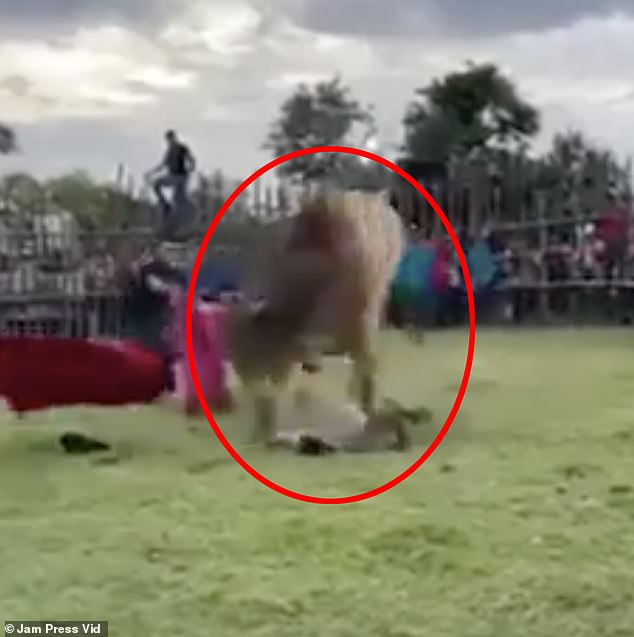 After being hit on the head several times, the bull easily flings the rider off its back onto the ground