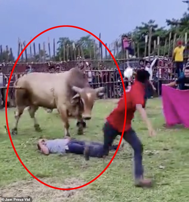 While on the ground, the angry bull continued to hit him. Miraculously, he managed to survive the incident