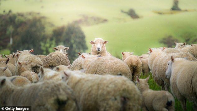 Having hundreds of sleep stolen has led farmer Colin Abel to 'question if it's someone you are having a pint with on occasion'