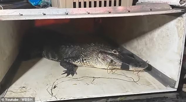 A nuisance alligator trapper later found the animal and 'humanely euthanized' the predator