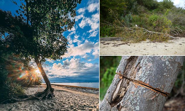 Fury as vandals sabotage iconic sycamore tree in 'revenge' attack following right to roam