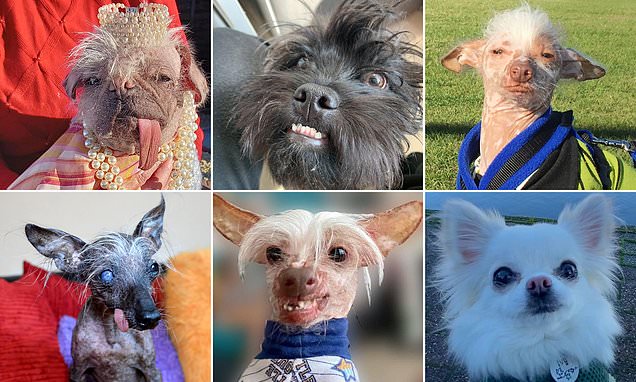 Are these Britain's 'ugliest' dogs? From funny hair dos to severe overbites - the UK's