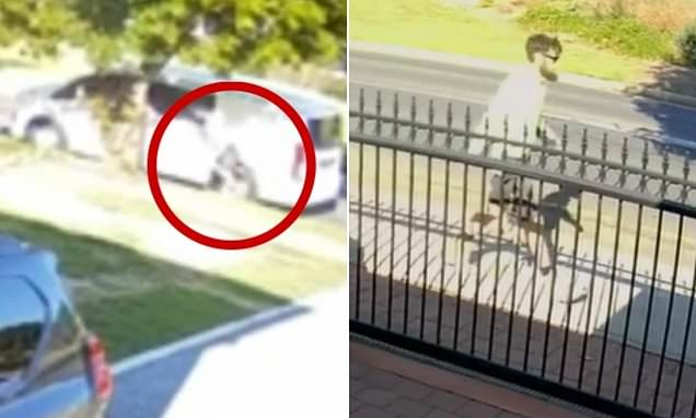 Watch the astonishing moment a tradie slashes the tyres of a speed camera van while a