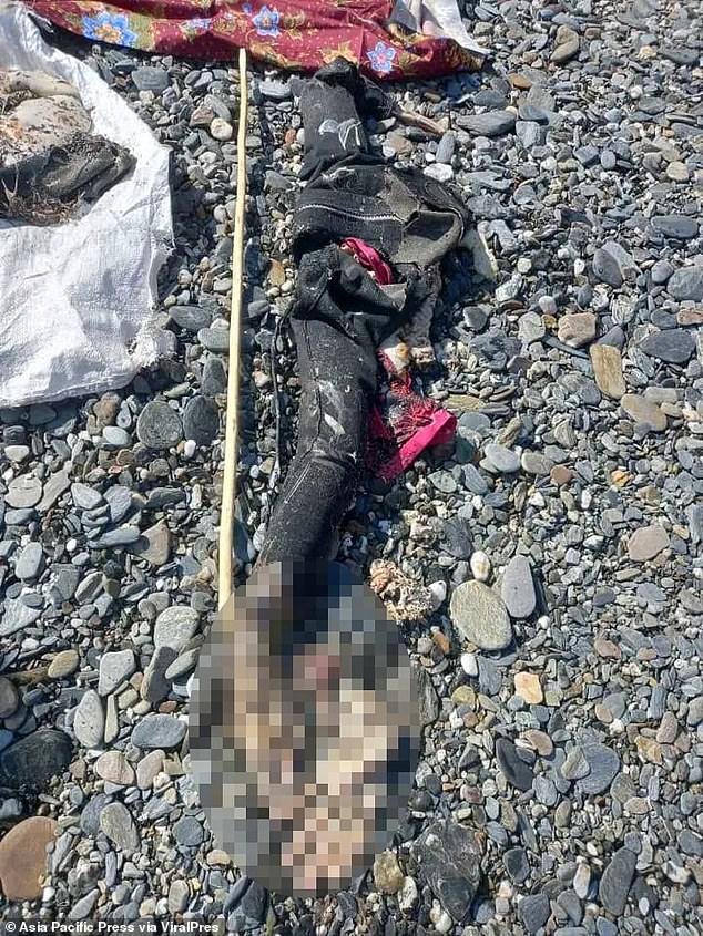 A portion of a woman's body, suspected to be a diver, is pictured after being recovered from the shark's belly. Officials say the female corpse was still wearing a black wet suit and appeared to be that of a Western woman matching the profile of Monfore