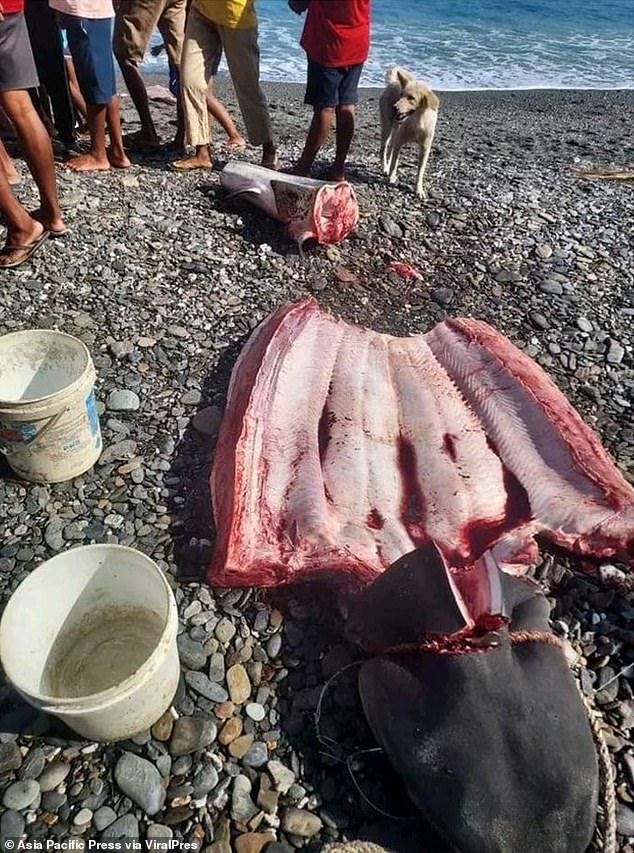 The shark's belly was cut open after the fisherman made the disturbing discovery. Pictured is the inside of the fish that is suspected to have eaten Monfore