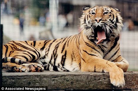 Cat's amazing: Tigers have stripes because of the behaviour of specific morphogens