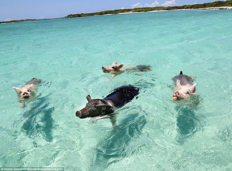 A far-cry from the pigsty: The colony of feral pigs live on an uninhabited Island on the Exuma district of the Bahamas