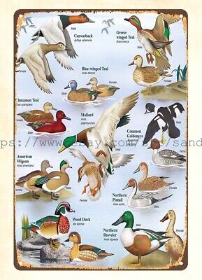 wall decor prints Waterfowl identification chart duck hunting metal tin ...