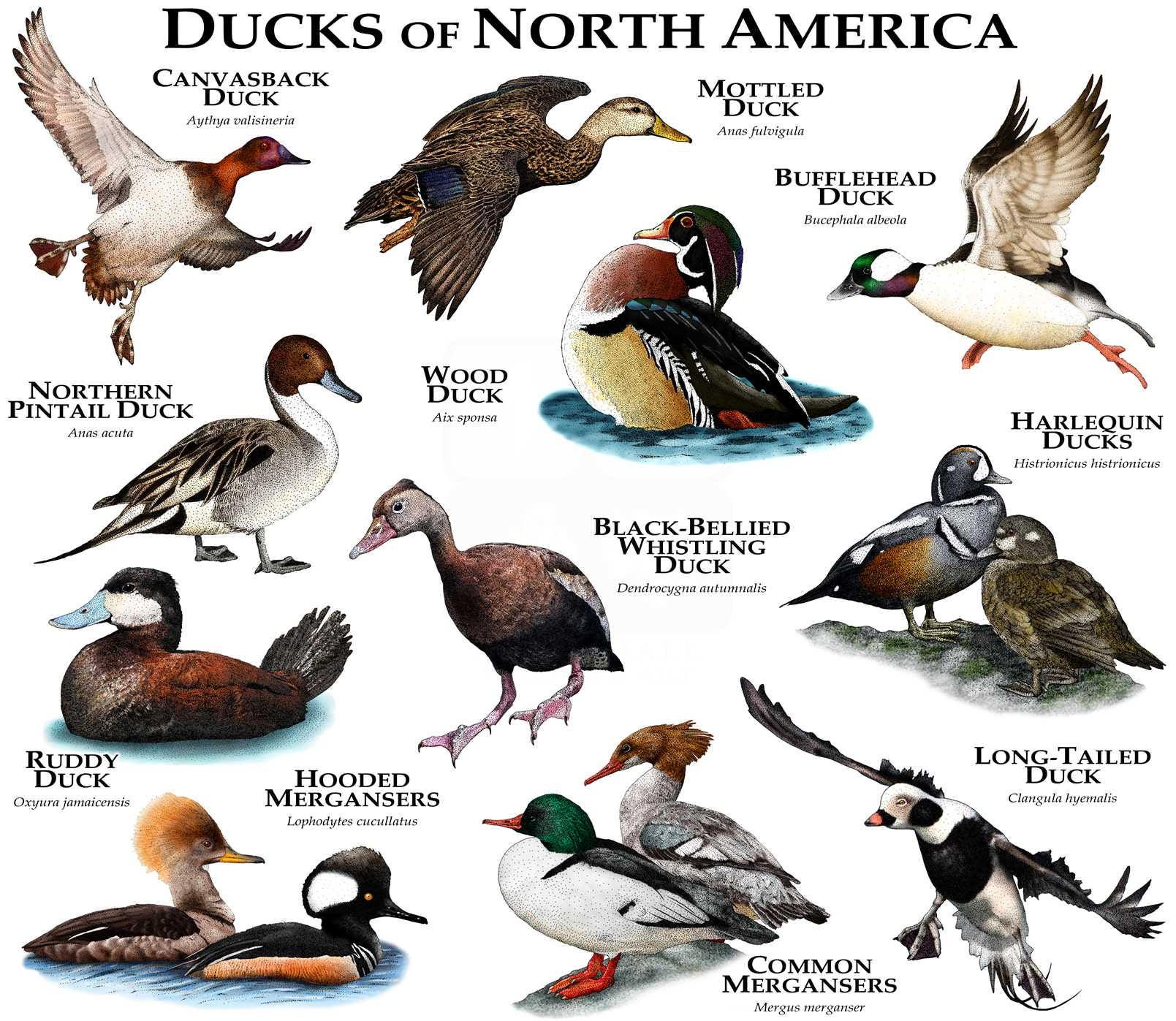 Duck Identification