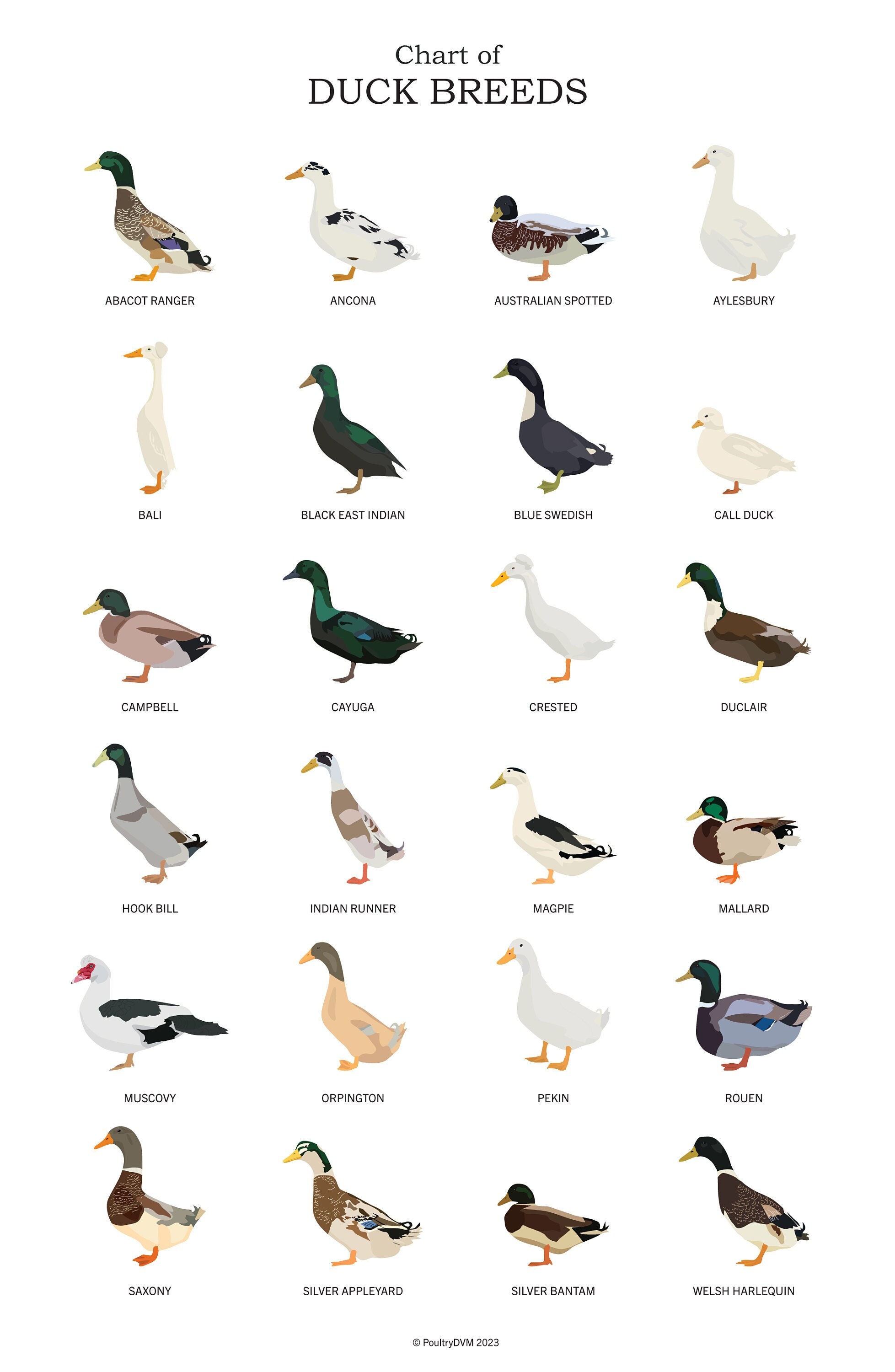 Miniature Duck Breeds