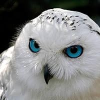 Profile Image for Owlseyes .