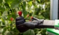 Robotic arm ready to pick one ripe berry