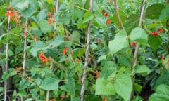 The runner bean 'Scarlet Emperor' growing up a cane support.