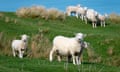 Sheep and lambs on hillside, Glenburn, Wairarapa, New Zealand.