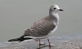 A juvenile Sabine’s gull