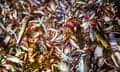 A catch from a prawn trawler off the south-east Queensland coast.