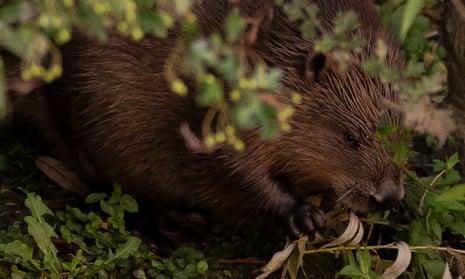 A beaver in the grass