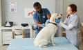 Young female nurse and male vet examining happy looking labrador