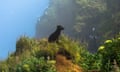 A small dark fox sits in sunlight on an outcrop covered in plants.