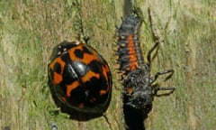 Adult harlequin ladybird, in one of its many colour patterns, and its spiny-skinned larva