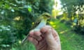 Wood warbler