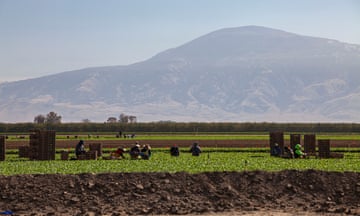 People in green field rows with mountain in backgroudn.