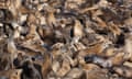 Hundreds of sea lions gather at San Carlos beach in Monterey, California, US.