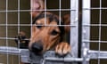 Dog looking through door of its pen