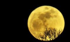 The moon rises above the branches of a tree